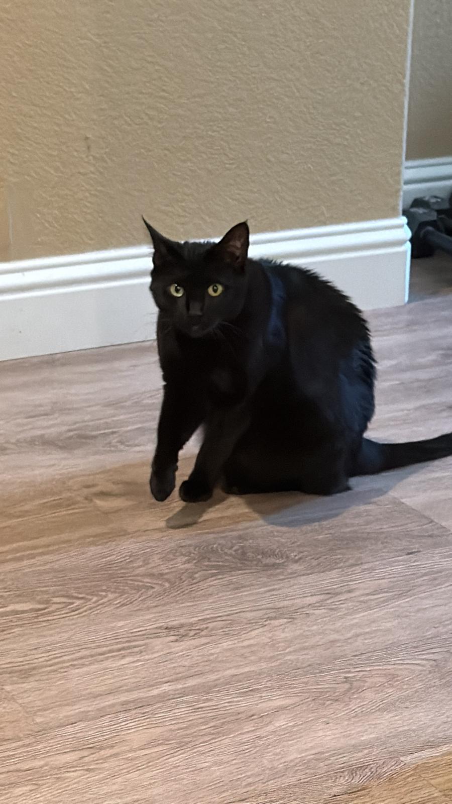 Cat still 2