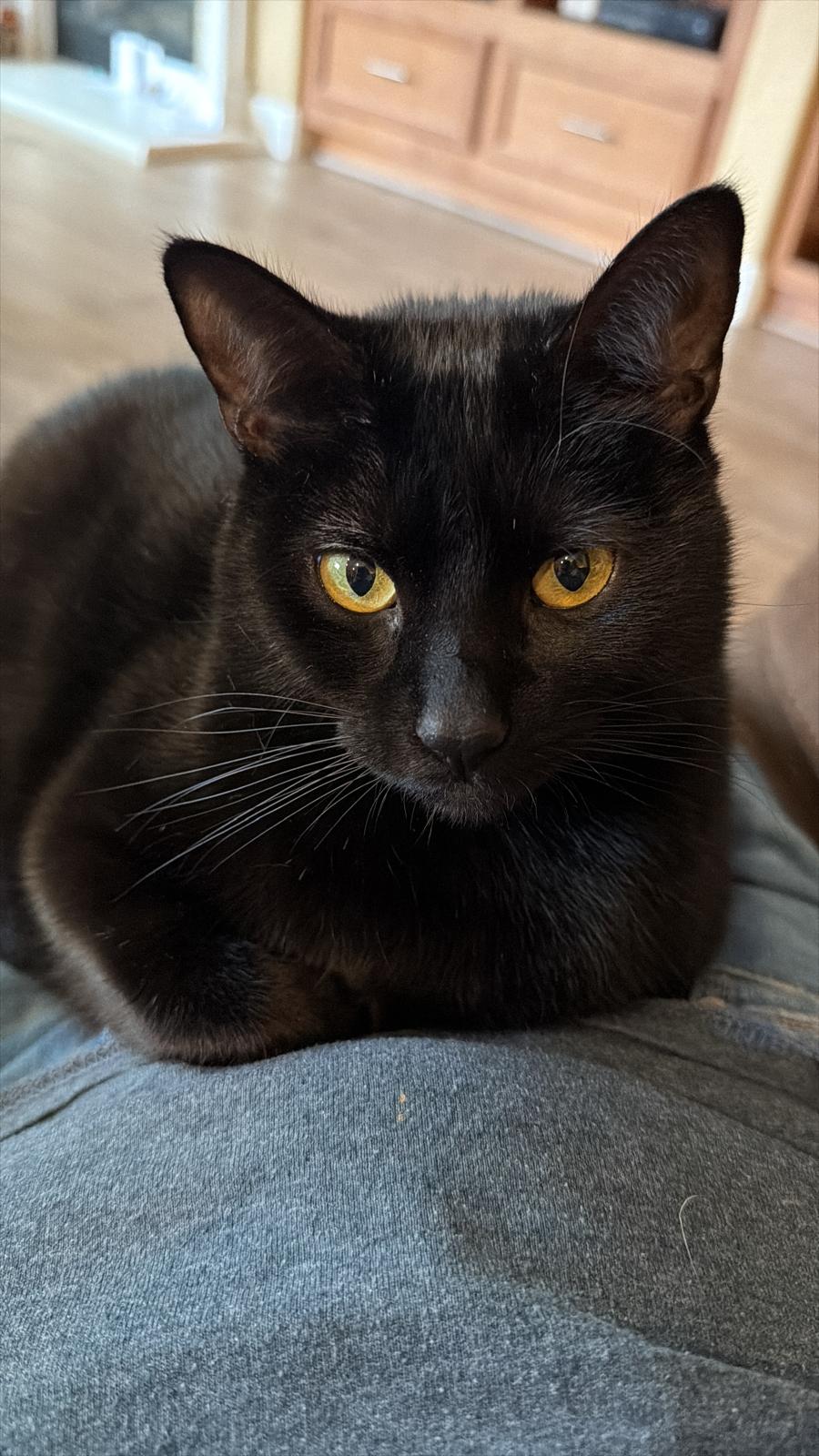 Cat still 3