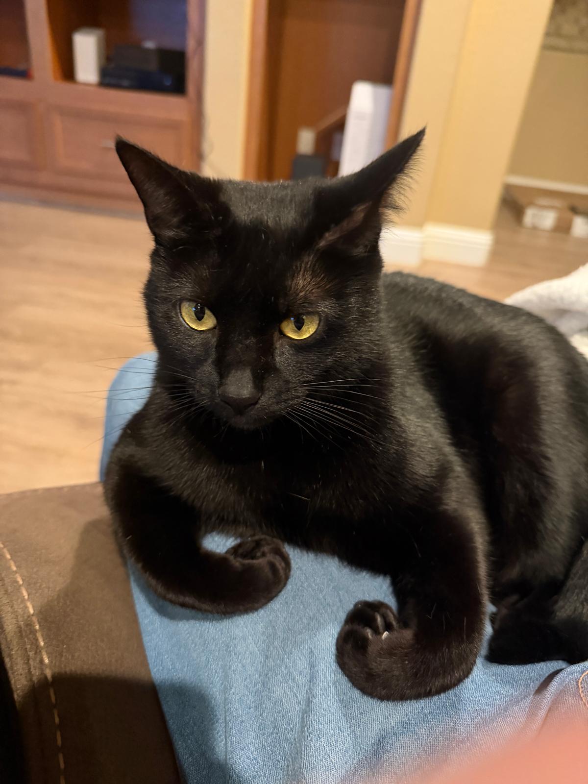 Cat still 4