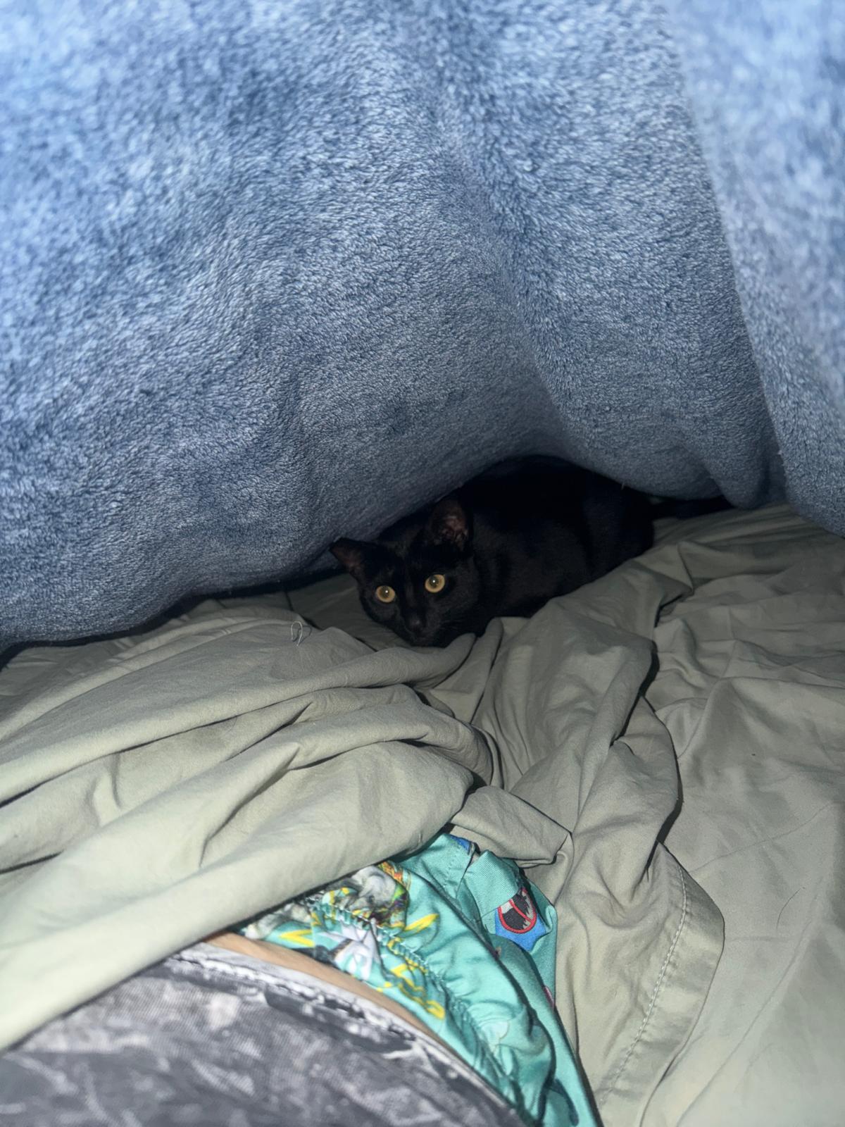 Cat still 7