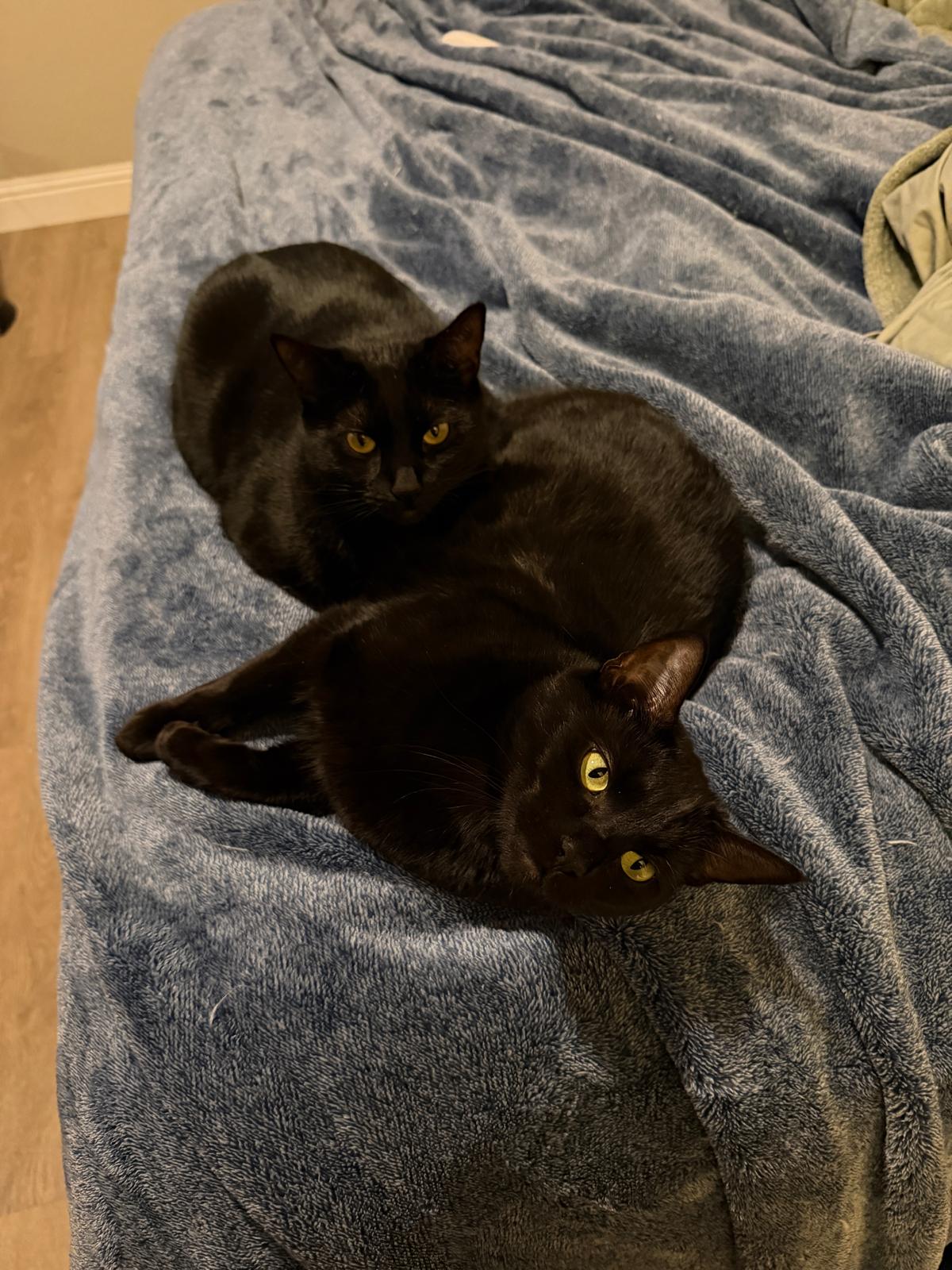Freya &mdash; panther mode