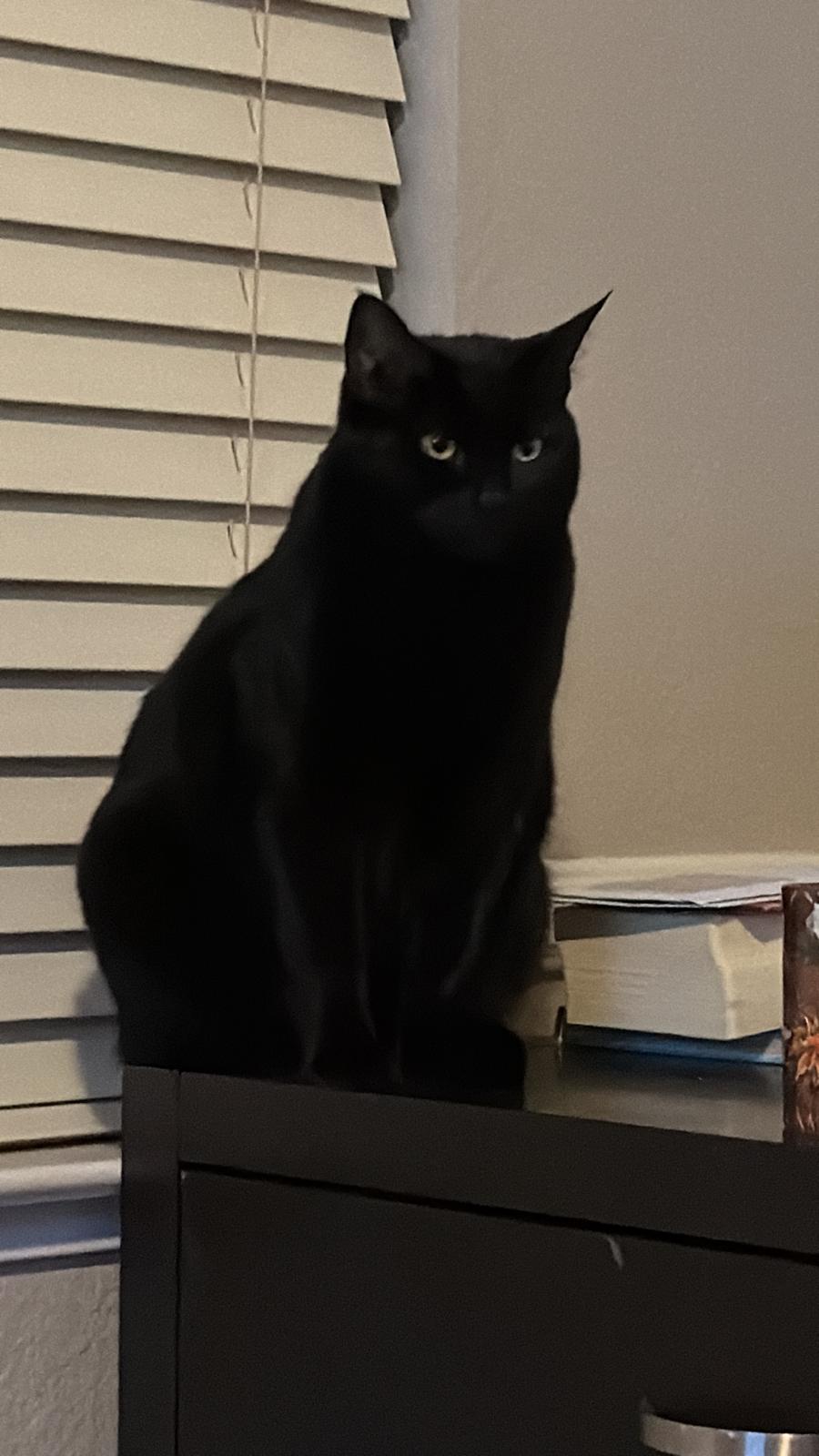 Cat still 9