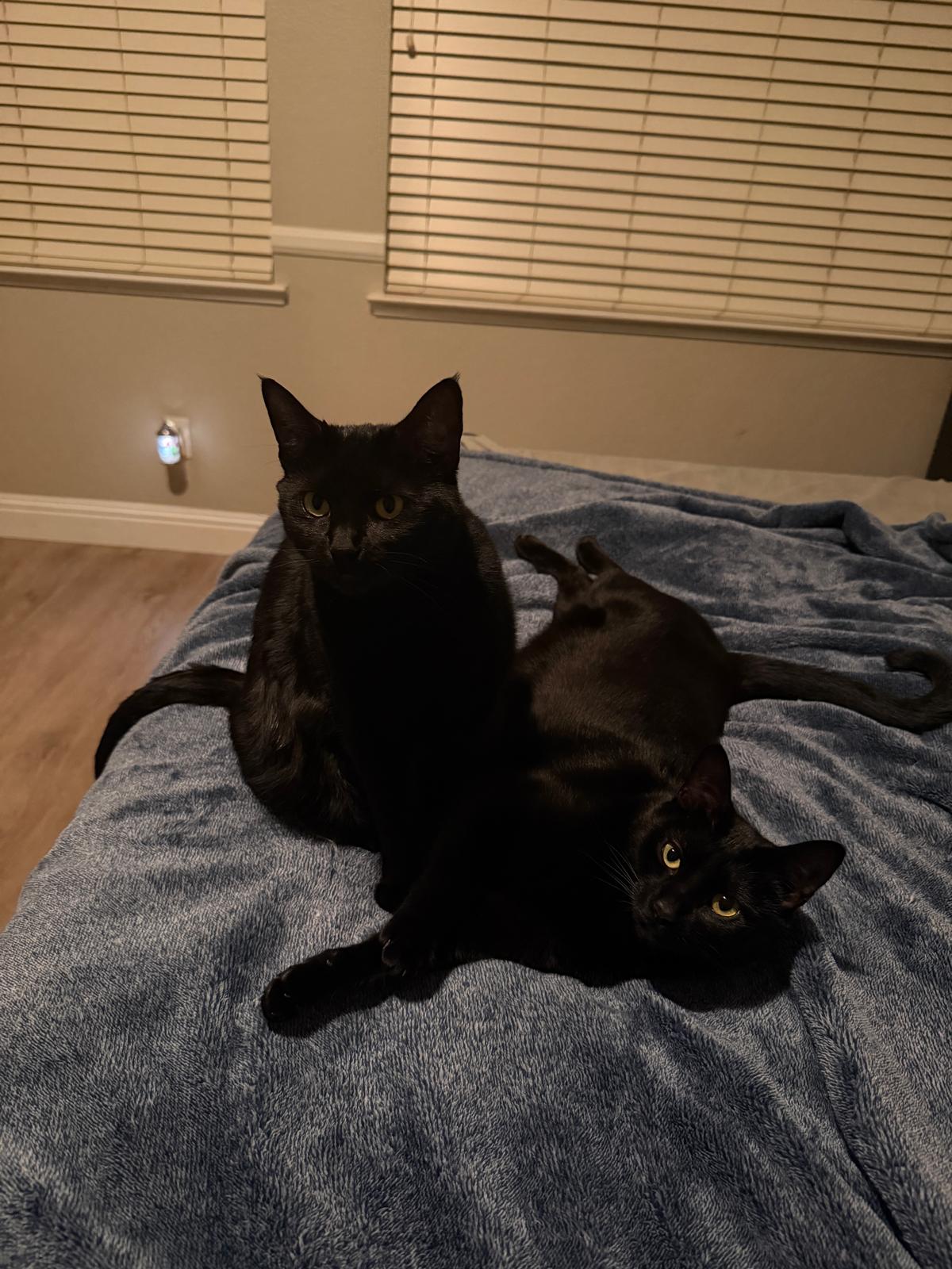 Cat still 11