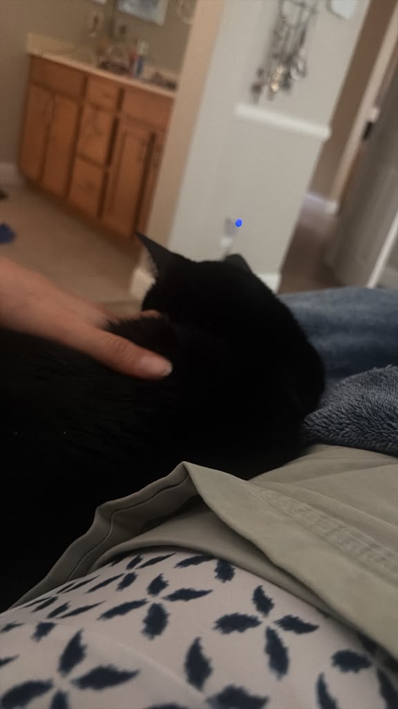 Cat still 12