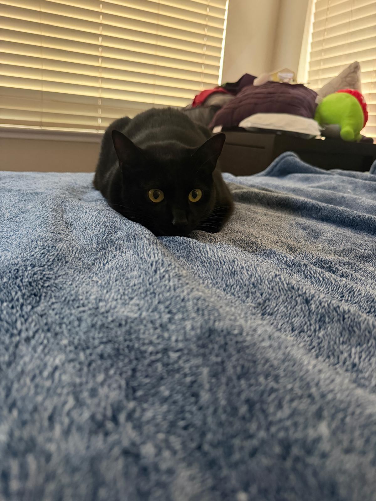 Cat still 13